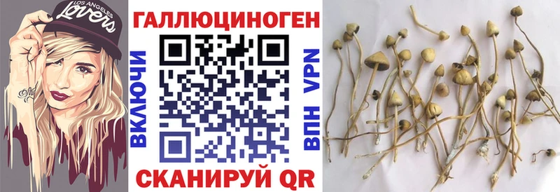 hydra ТОР  Белёв  Галлюциногенные грибы Cubensis 